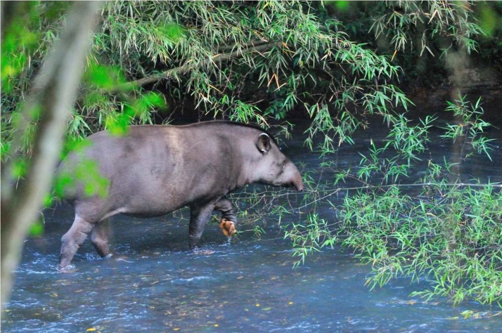 Tapir DSC 2063