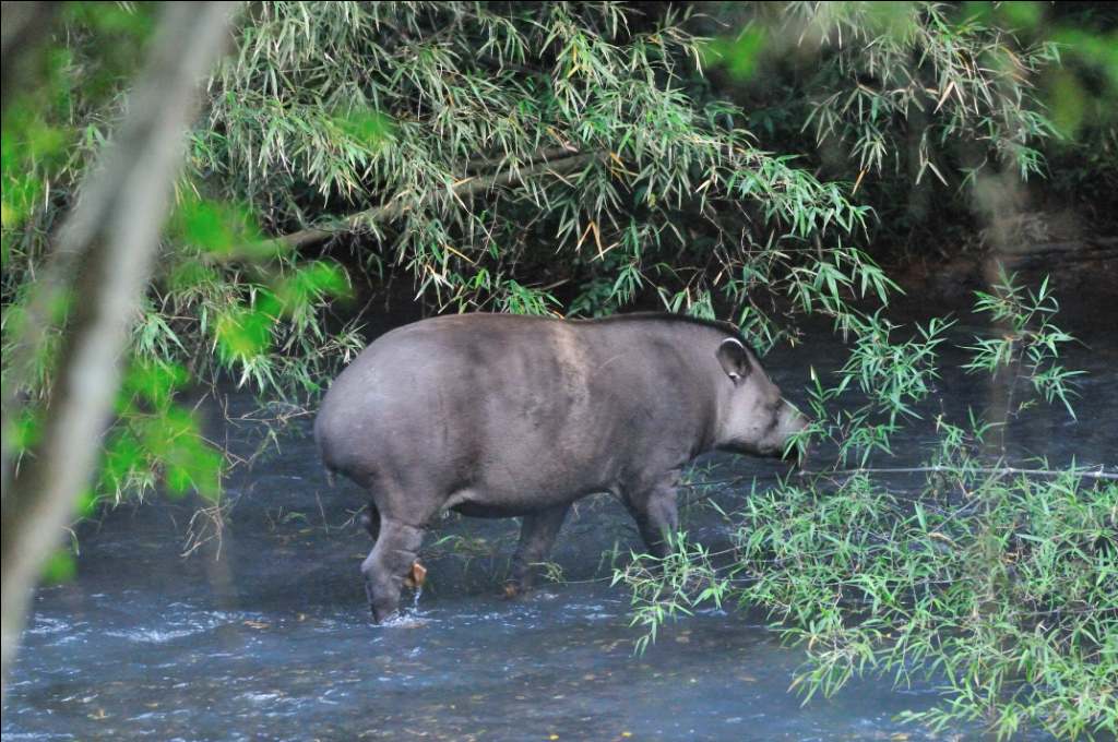 Tapir DSC 2064