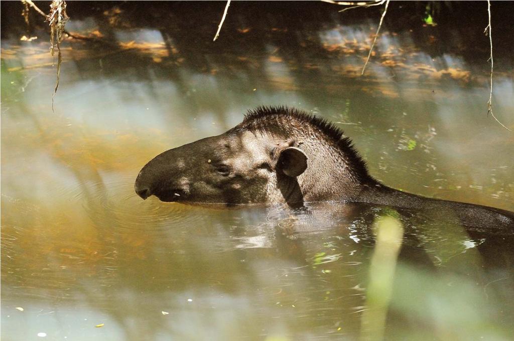 Tapir DSC 2084   3 II