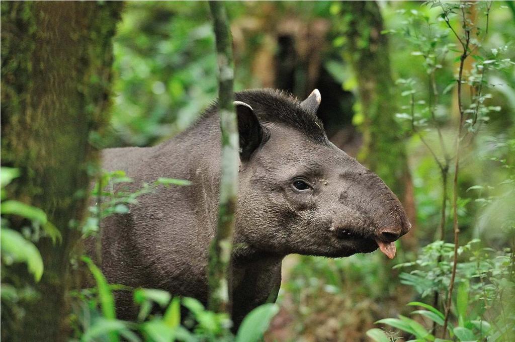 Tapir DSC 2269   3 II