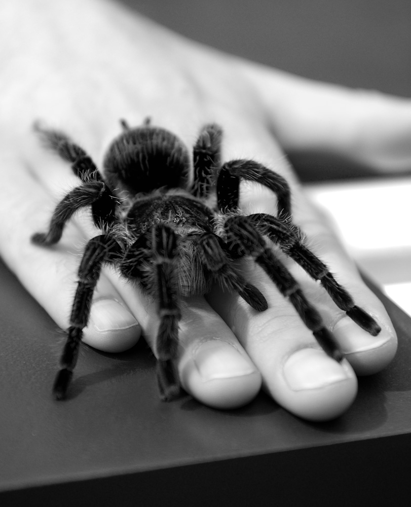 Tarantula