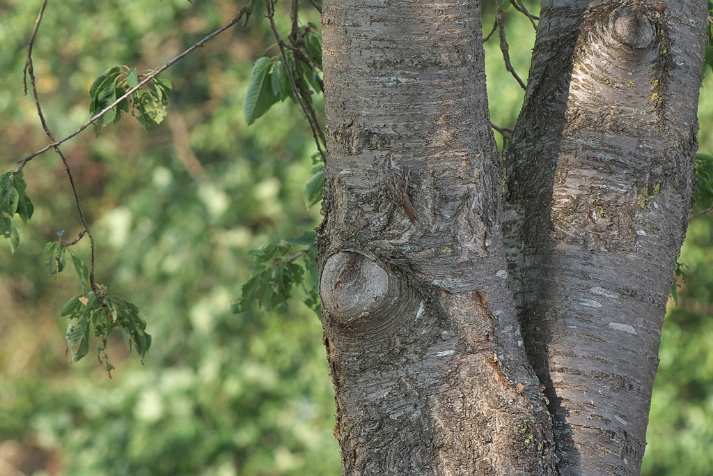 Tarnmodus auf Maximum - Gartenbaumläufer