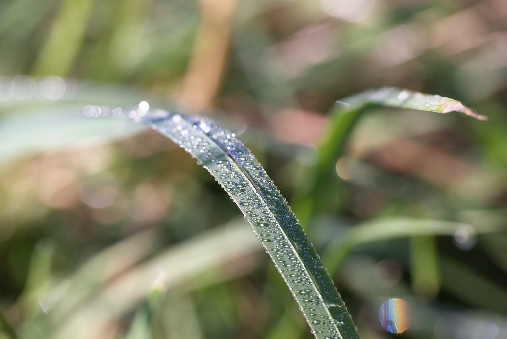 Tau auf Grashalm (DSC_2355)
(Nikon 55-200 mit Raynox 150 Nahlinse)