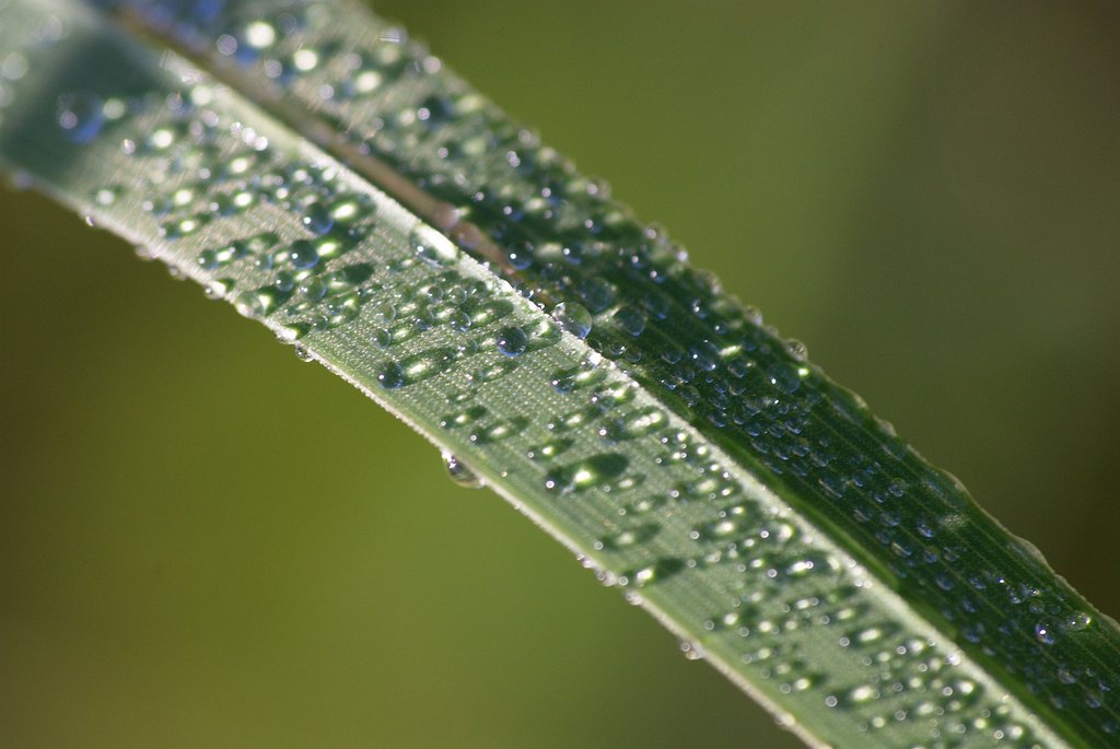 Tau auf Grashalm (DSC_2371)
(Nikon 55-200 mit Raynox 150 Nahlinse)