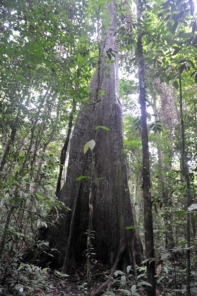 Tauari (Wadara) Baum
im Iwokrama Rainforest
0743 h