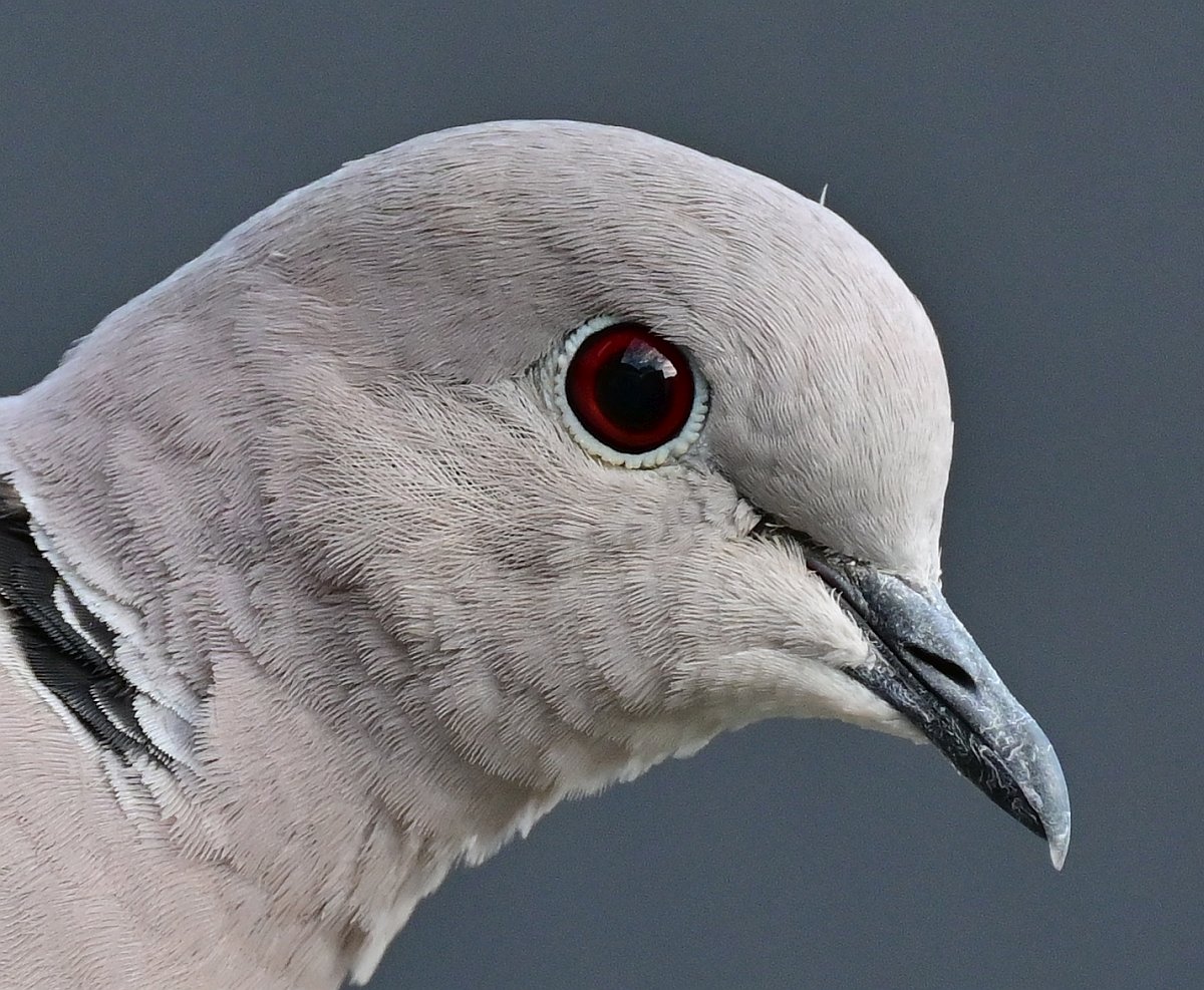 Taube-Closeup.jpg
