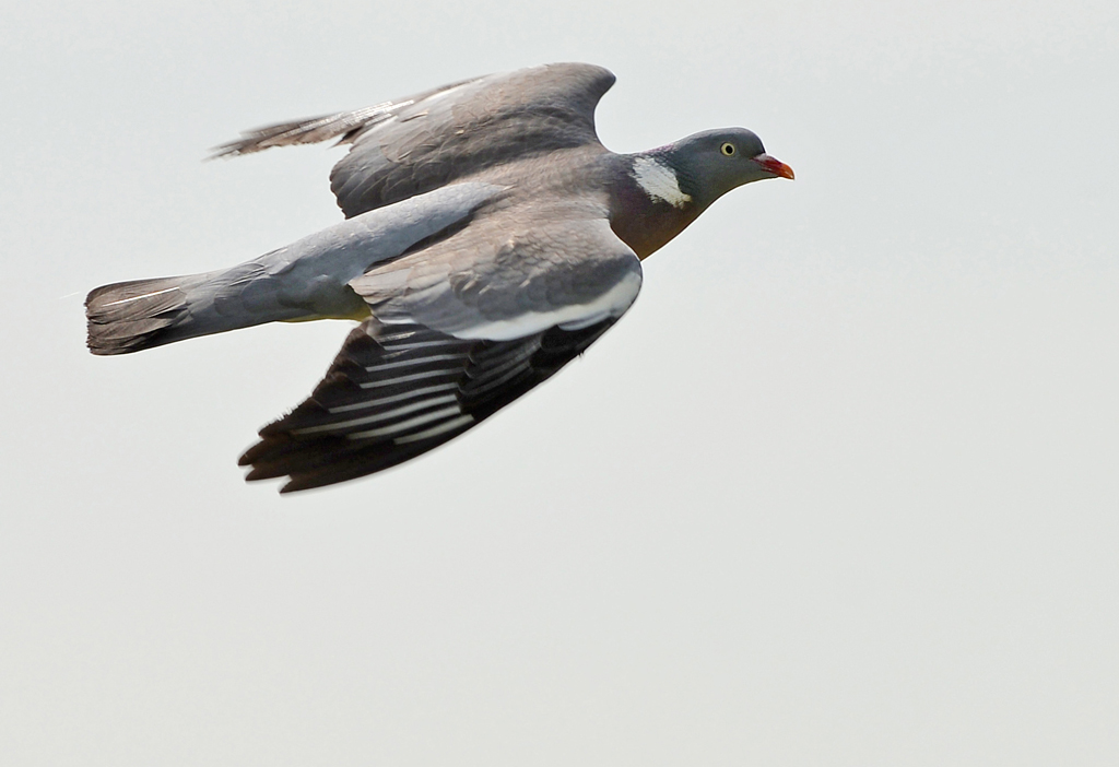 Taube Flug 2