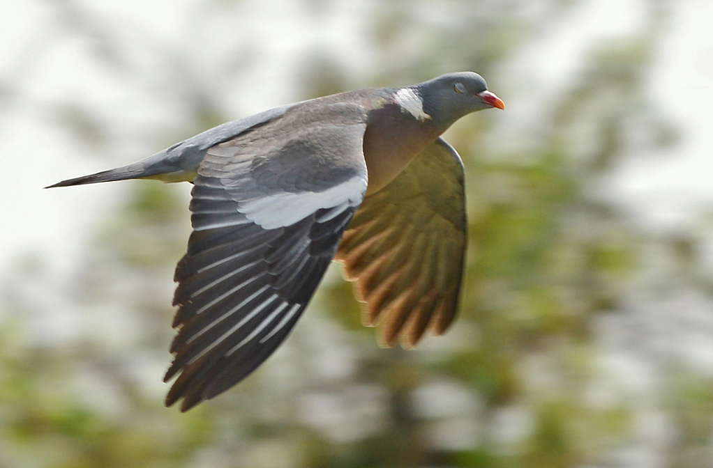 Taube Flug 4