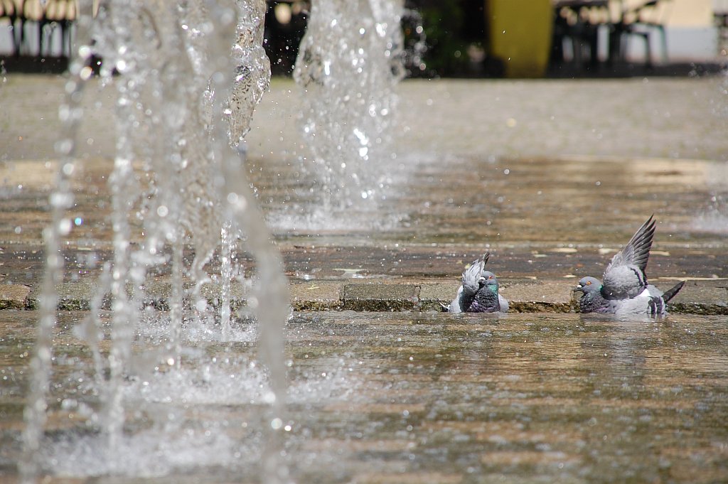 Tauben in Neuruppin, SIGMA DC 3,5-6,3 18-200mm