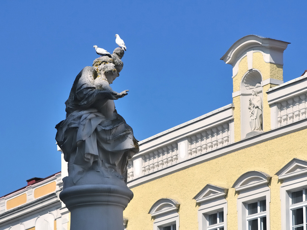 Tauben in Passau