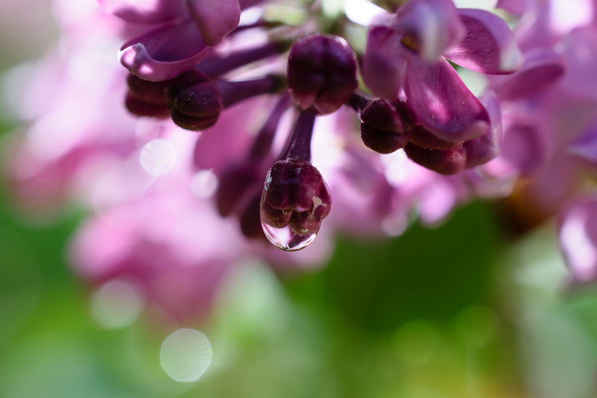 Tautropfen auf Fliederblüte