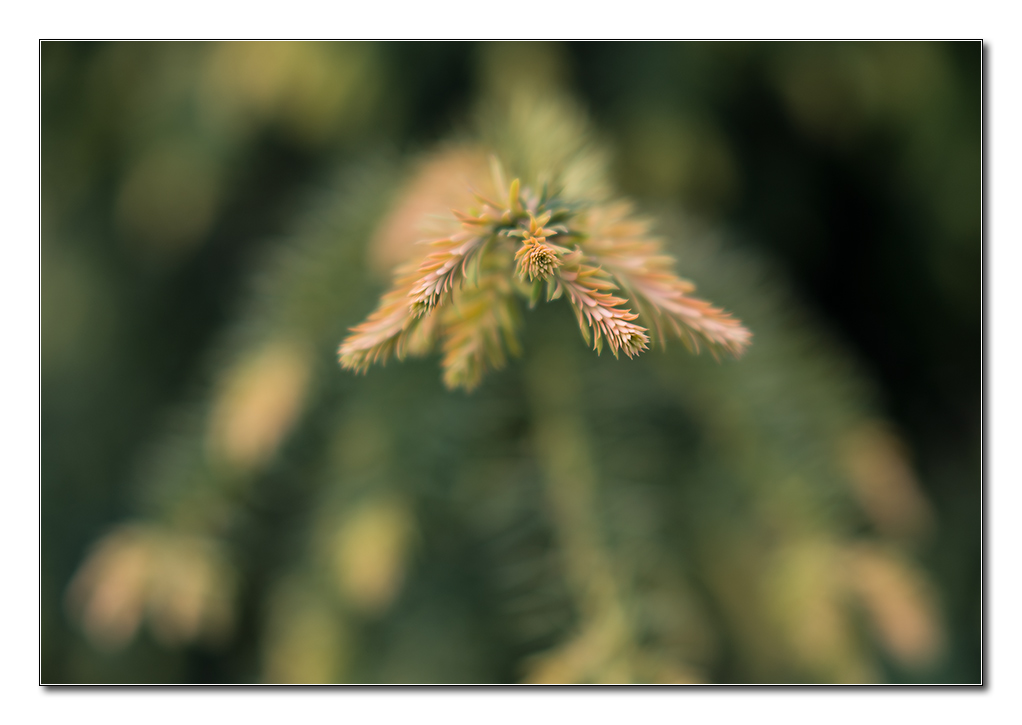taxus