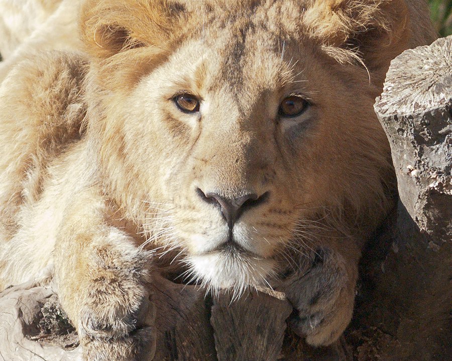 Teenager lion I