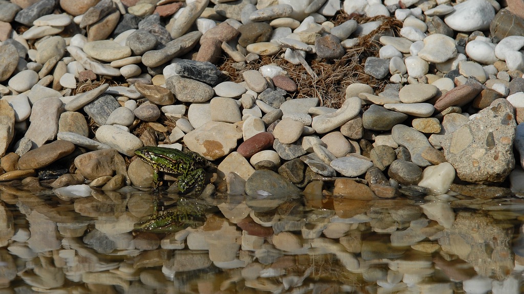 Teich frösche und stein 4