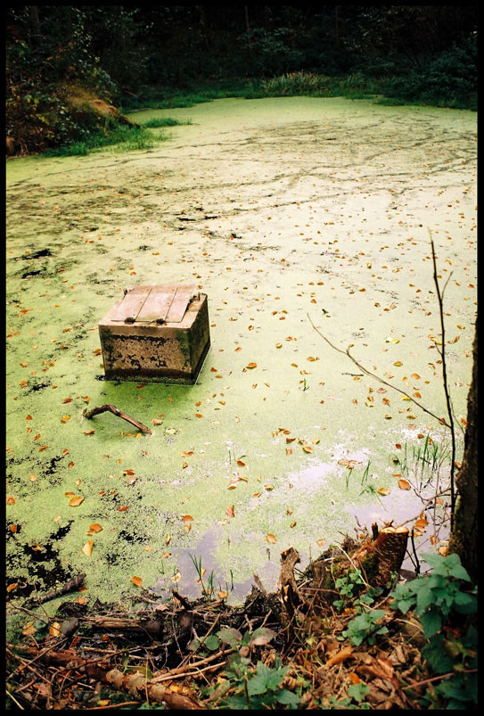 Teich im Wald