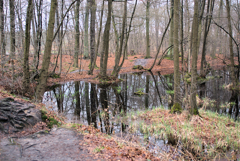 Teich