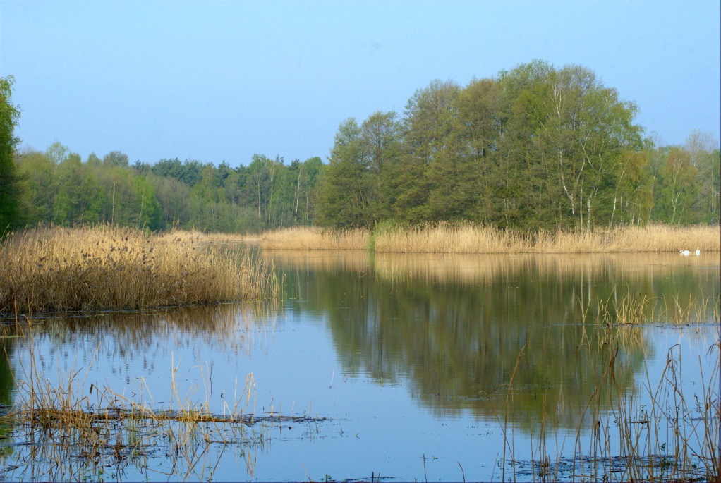 Teichansicht 1