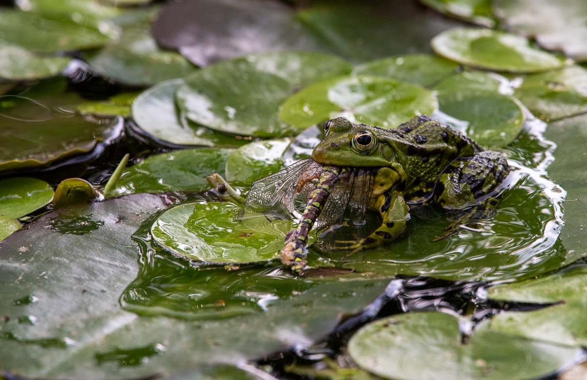 Teichfrosch.jpg
