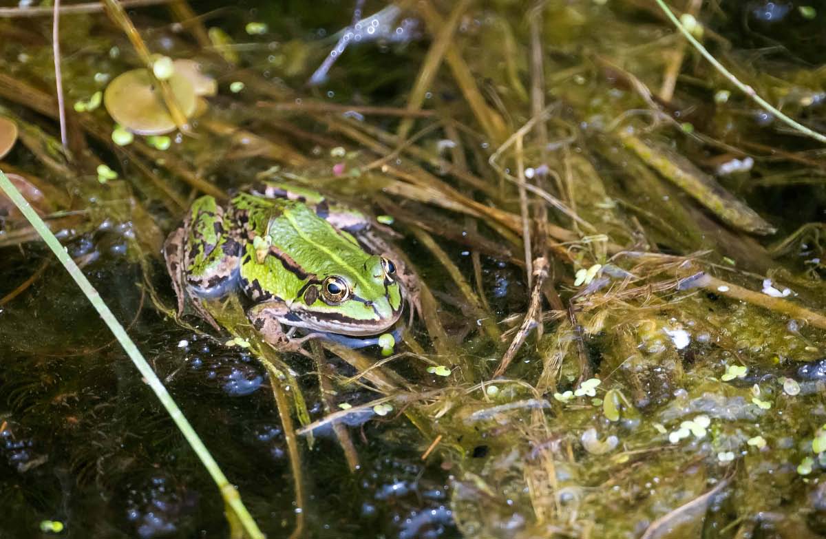 Teichfrosch.jpg