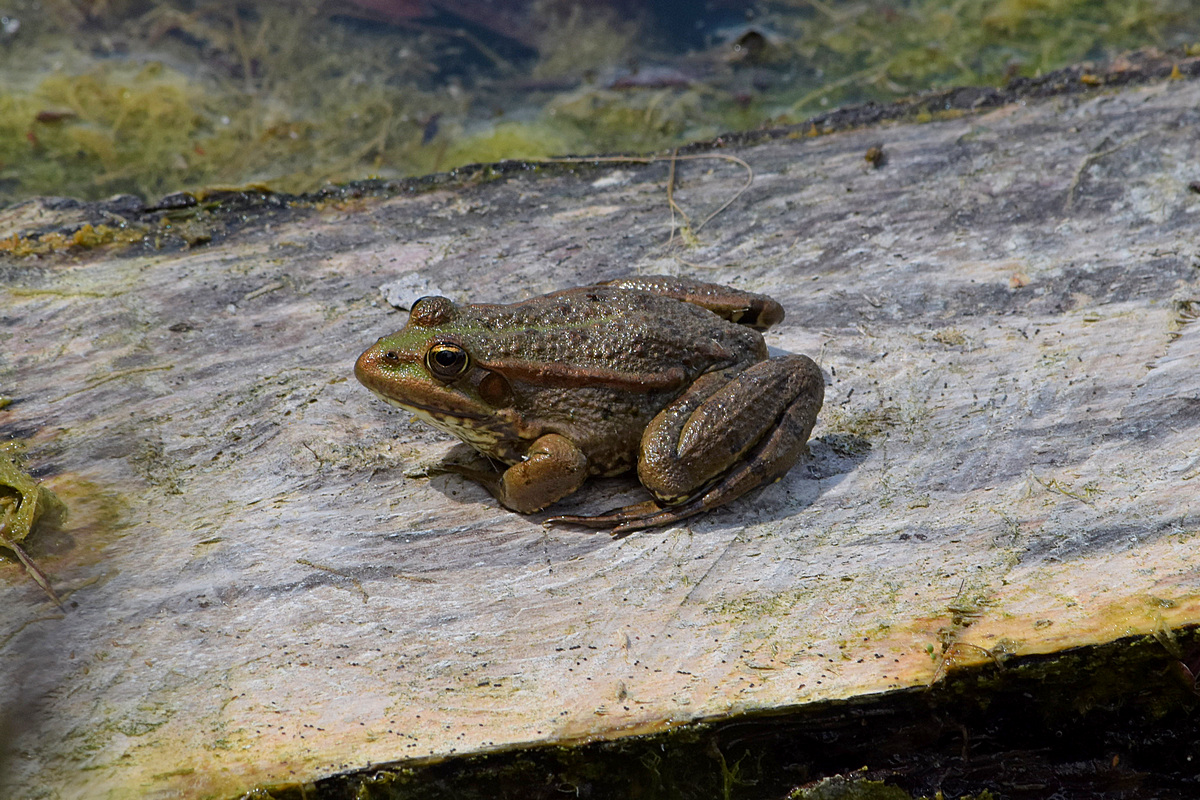 Teichfrosch