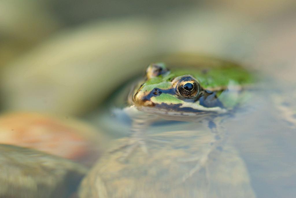 Teichfrosch