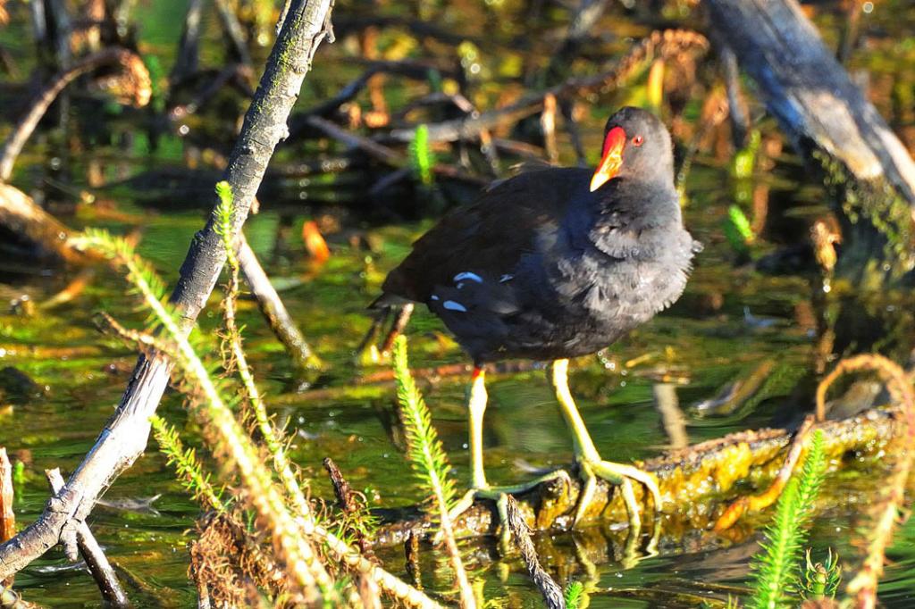 Teichhuhn in der Abendsonne (D300, AF-S 70-300VR, 300mm Bl. 8) MHX 3978A x