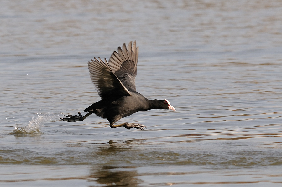 Teichhuhn 
Wöhrdersee
Nürnberg