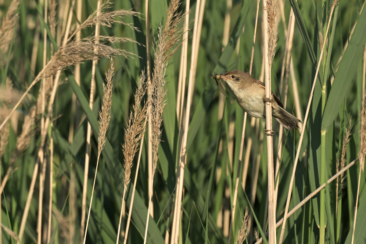 teichrohrsaengerPH8_0373.jpg