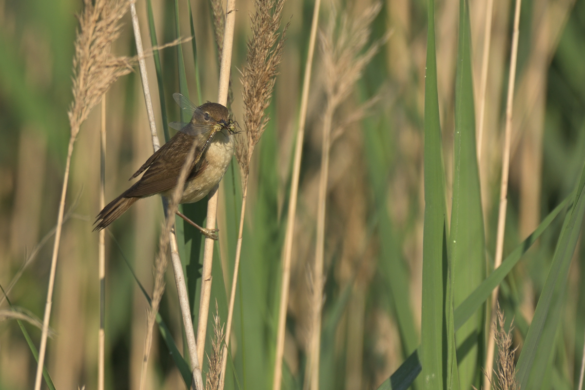 teichrohrsaengerPH8_0379.jpg