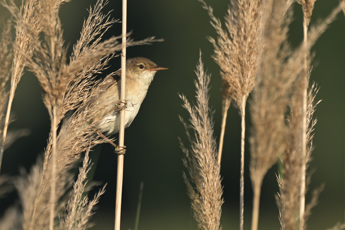 teichrohrsaengerPH8_0409.jpg