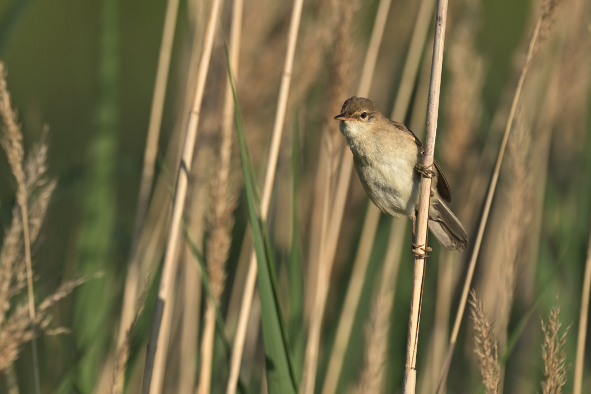 teichrohrsaengerPH8_0421.jpg