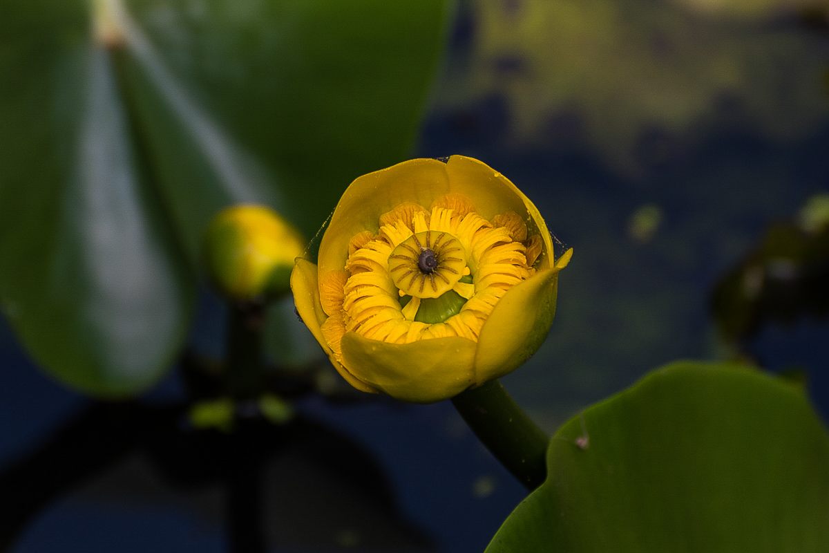 Teichrose (1 von 1).jpg