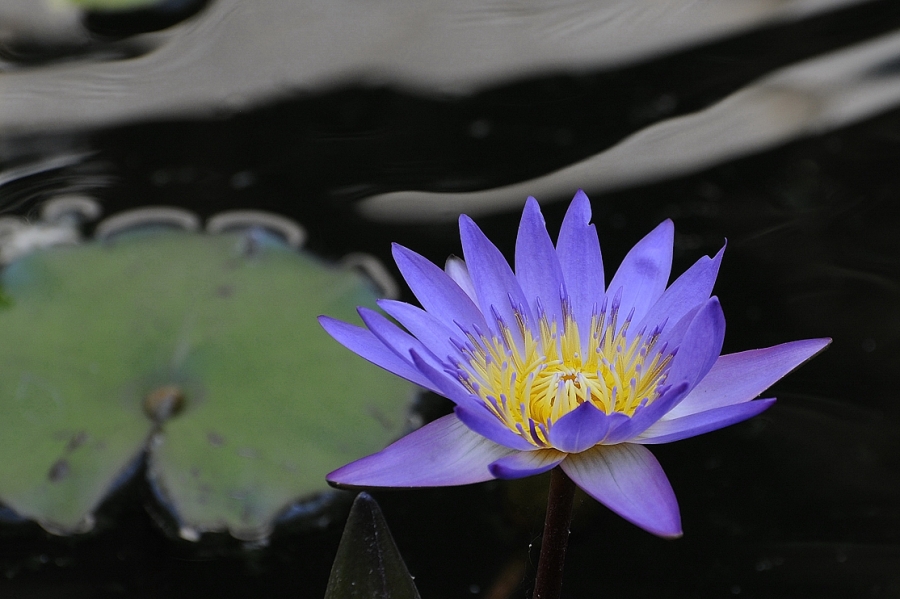 Teichrose für Forum 01x