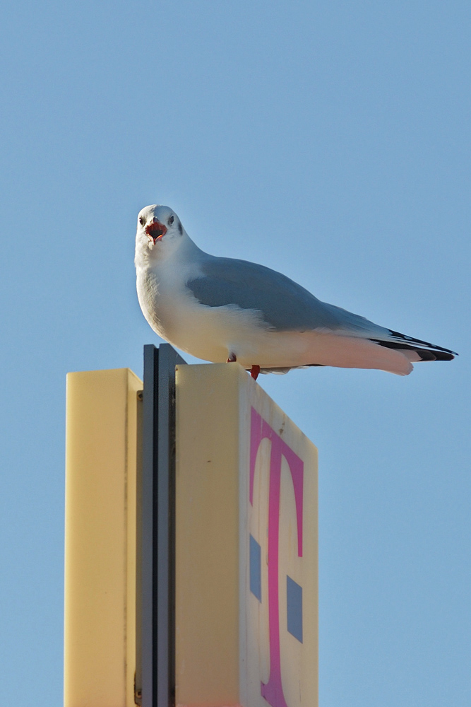 Telefonierende Möwe