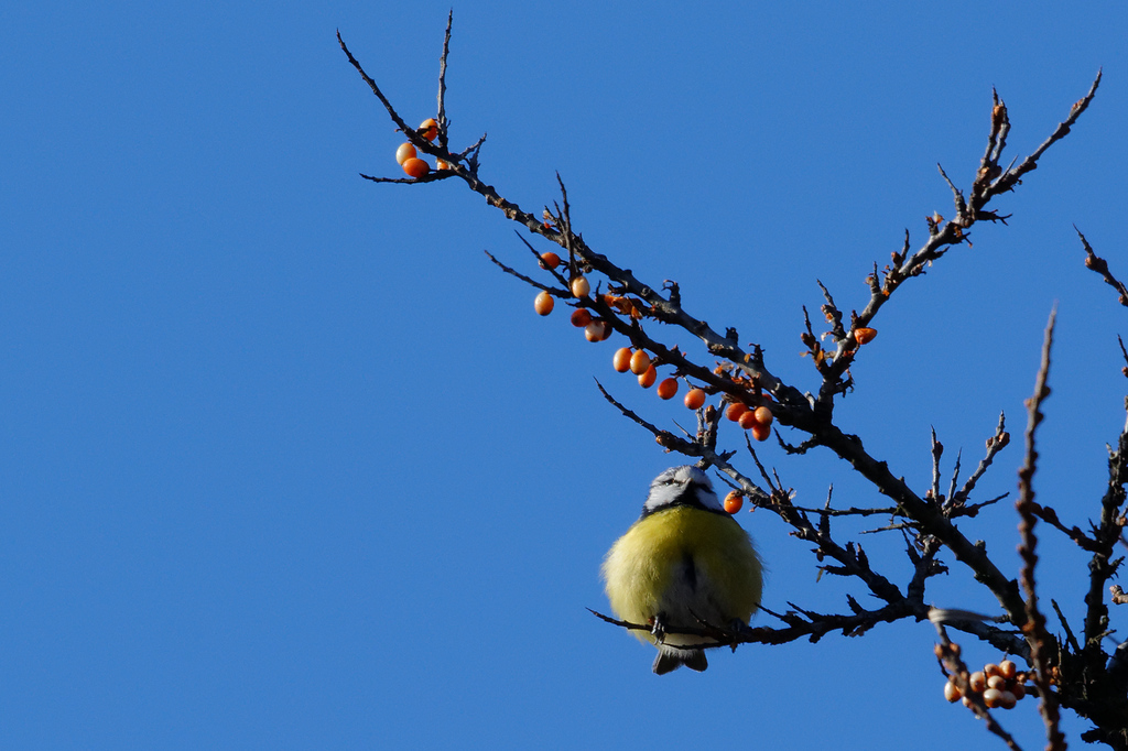 Tennisball?