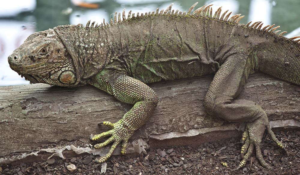 Terrazoo2