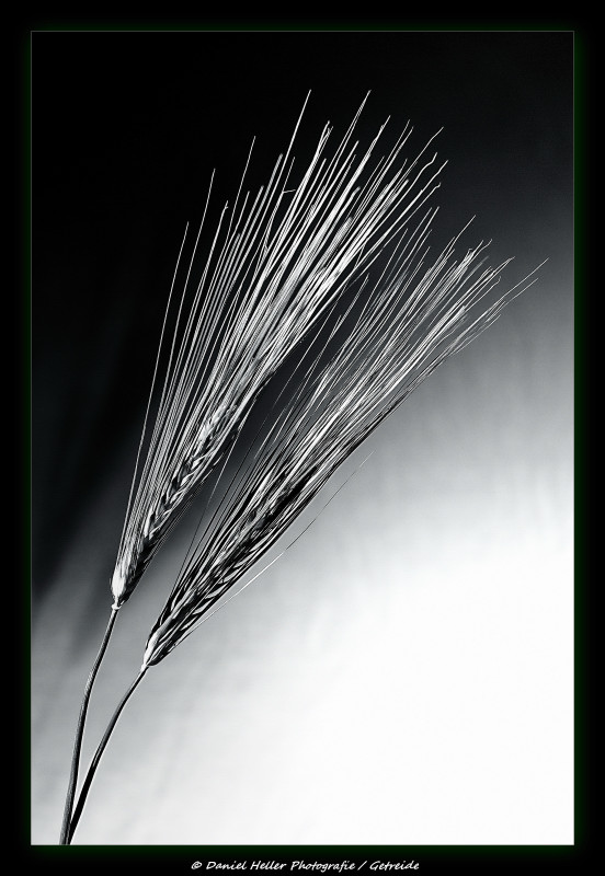 Test 50 1.4