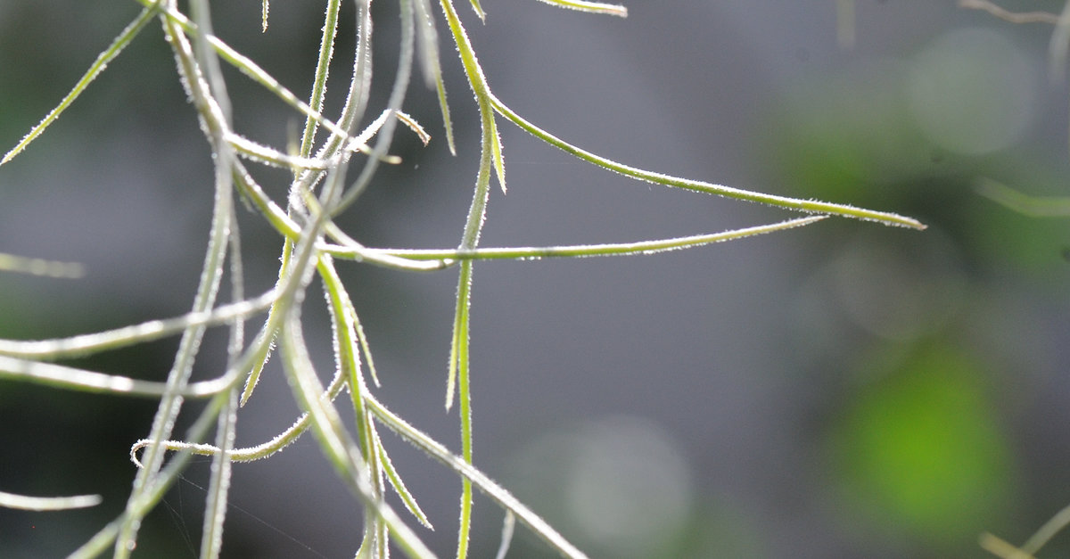 test botanika_001_07.jpg