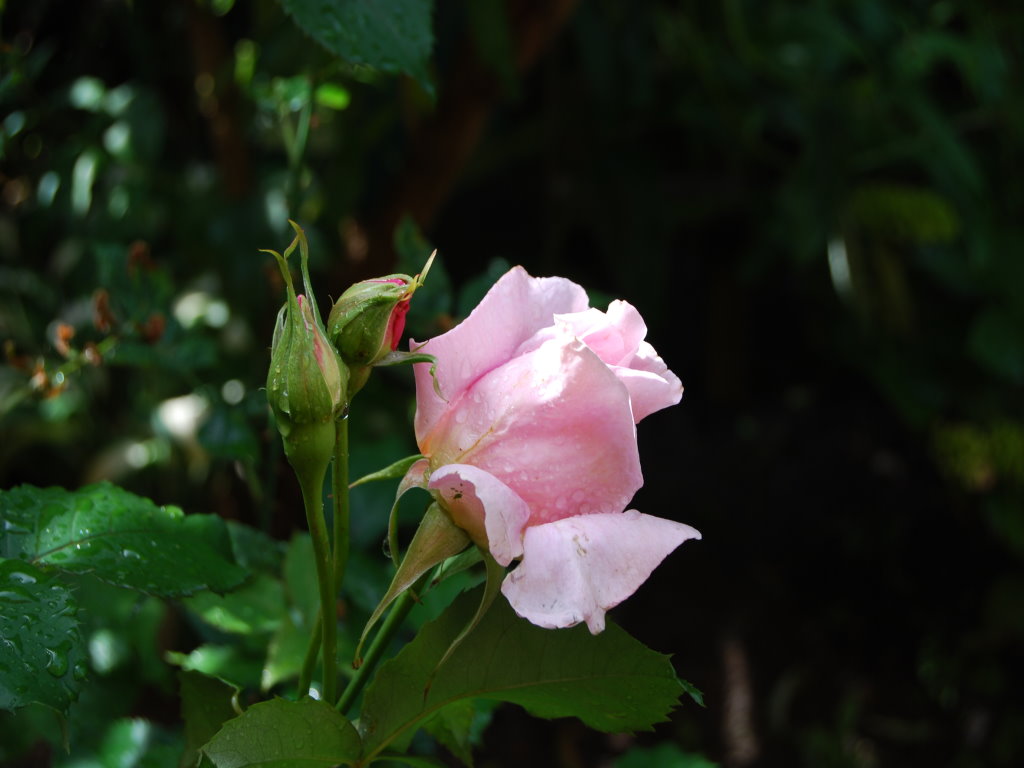 test nikon 034a