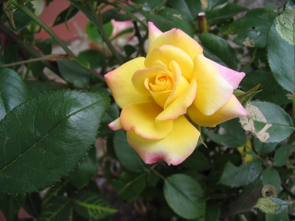 Test