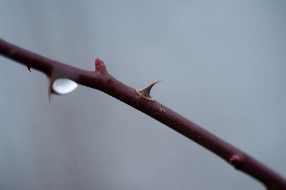 Testbild D700 - Sigma 150 2.8 HSM