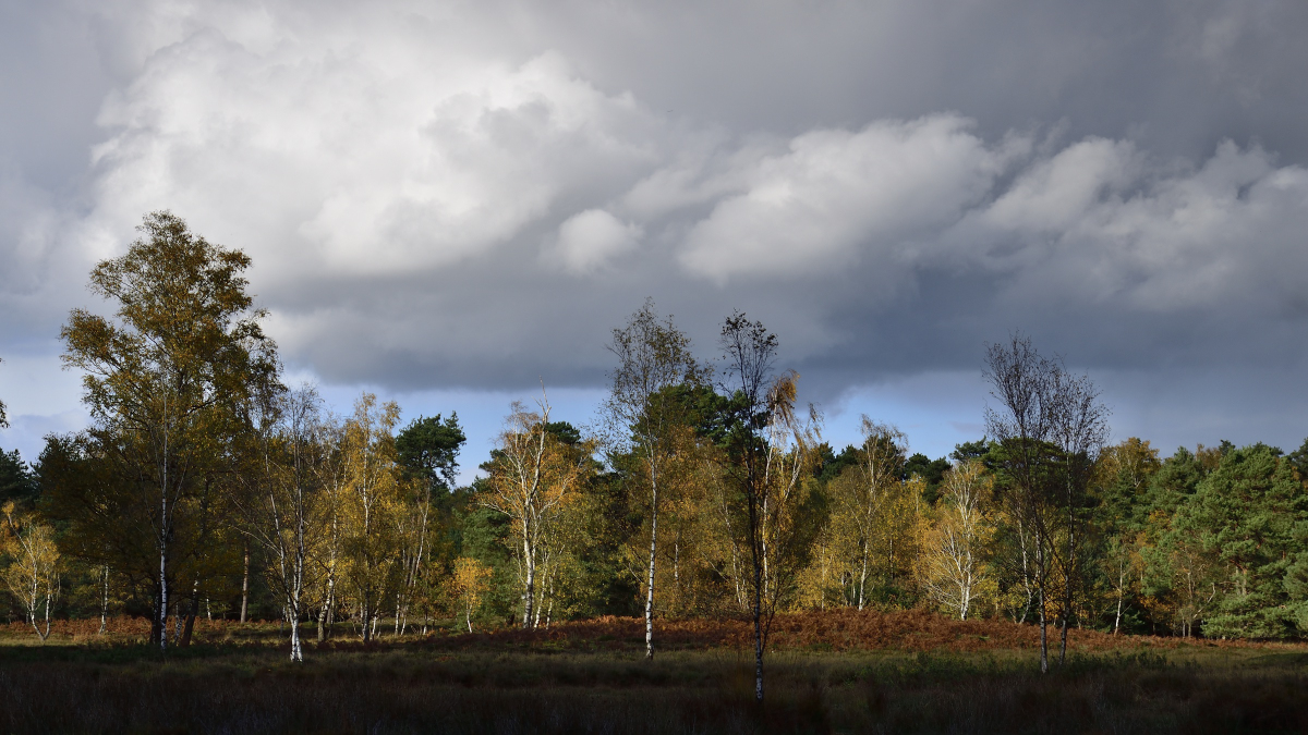 Teverner Heide