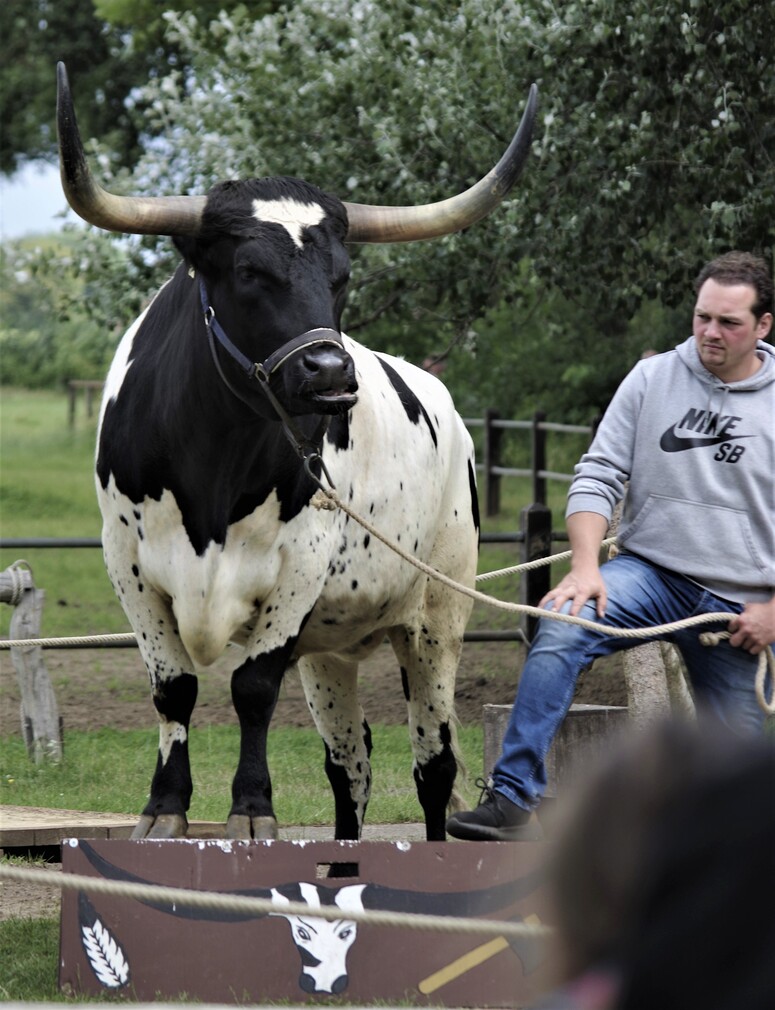 Texas Longhorn.jpg