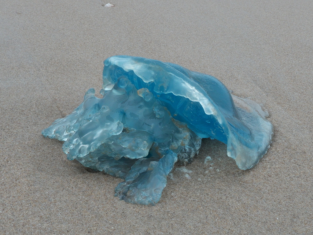 Texel 2021-006.jpg