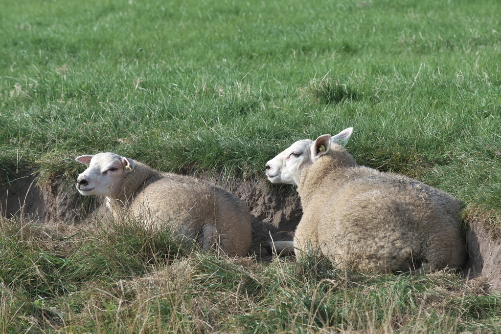 Texel 2021-107.jpg