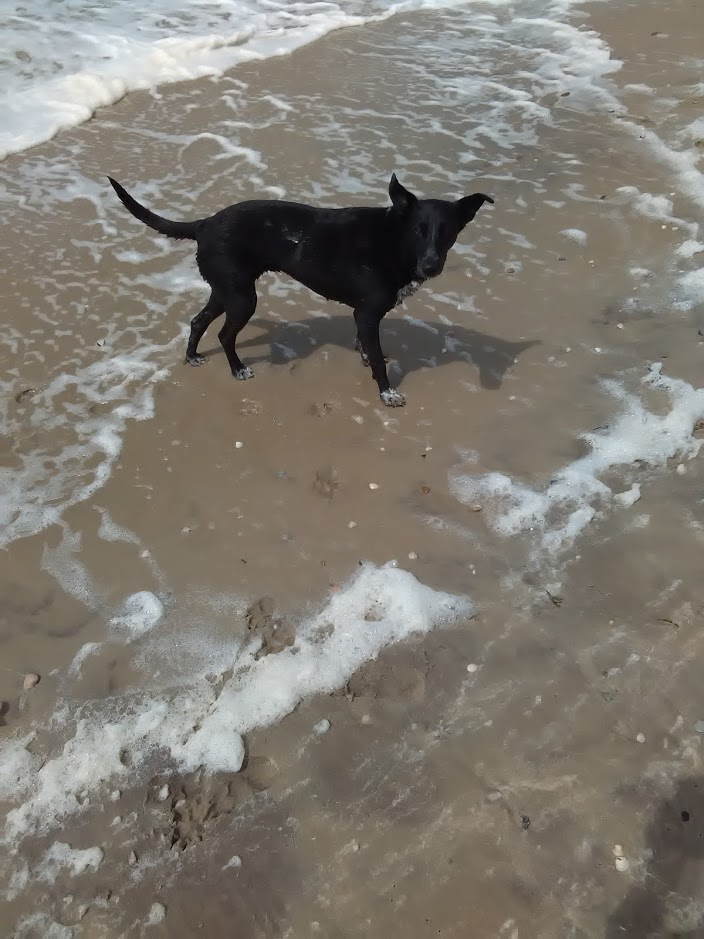Texelurlaub, schwimmen ist toll