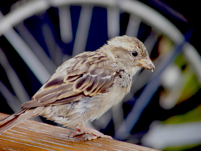 The Birde