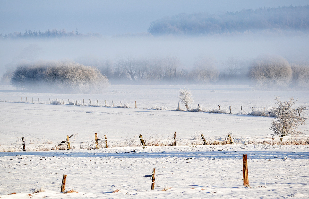 The Fog