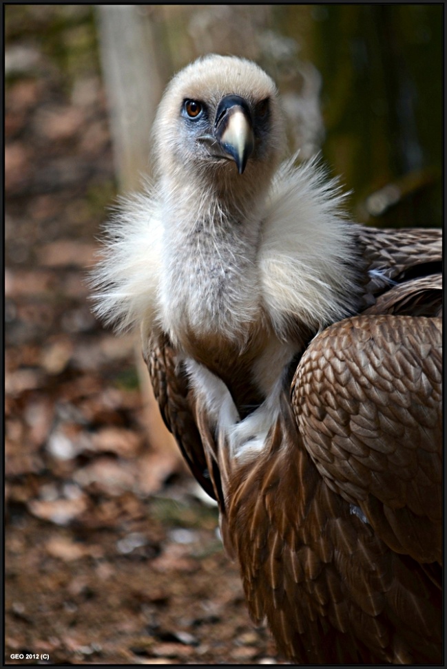 The Look

(Ach ja, die drei Buchstaben sind der Anfang meines Familiennamens. Das Copyright ist drauf, weil die Aufnahme auch noch in der Fotocommunit