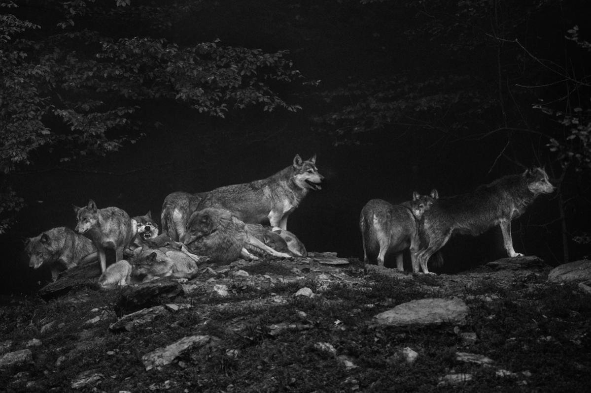 the pack 5